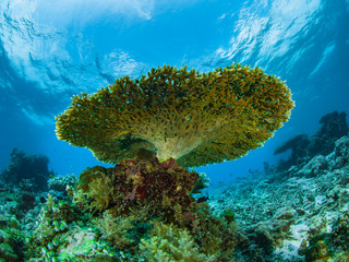Nunukan Island Borneo and the Underwater World
