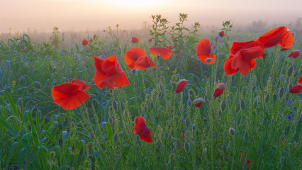 Obraz premium Red wild poppy flower in a field at sunrise