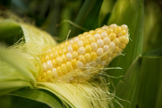Sweet Corn