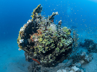 Fototapeta na wymiar Tauchen im Roten Meer