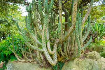 Long cactus of different types on top of a forest stone