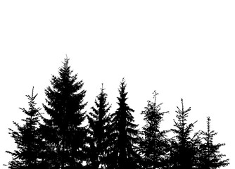 The silhouette of the trees. The forest is from a christmas tree. Vector