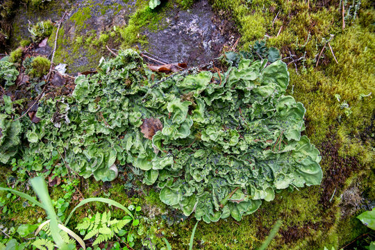 Peltigera pupyrchataya (Peltigera aphthosa) on mossy stone in the forest