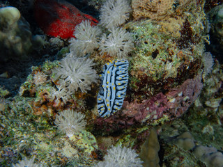 Tauchen im Roten Meer