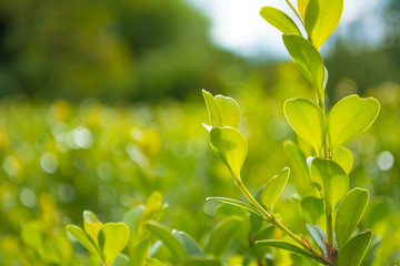 Beautiful plant in the grassland on a sunny day close up