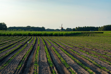 Fototapeta na wymiar Farm fields with green plants of white asparagus after eind of season, young plants and wild mill
