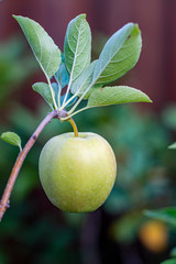 Small unripe green apple Golden Delicious on apple tree