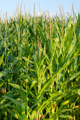 Green farm field with corn plants, corn plantations in Netherlands