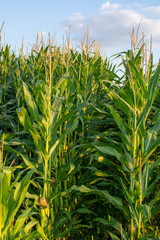 Green farm field with corn plants, corn plantations in Netherlands