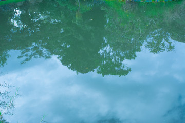 Reflection in the water of trees, plants and the blue sky