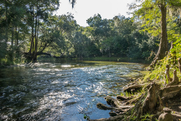 Cypress knees and roots cover bank of Poe Springs run at Santa Fe river, Gilcrest County, Florida