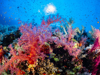 Plakat Korallen-Landschaften