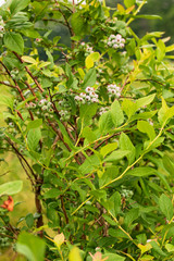 Obraz premium Blueberry Bushes Flowering