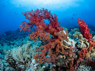 Plakat Korallen-Landschaften