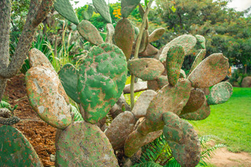 Various types of cactus and plants in the garden close up