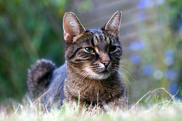 Tabby cat resting on the lawn