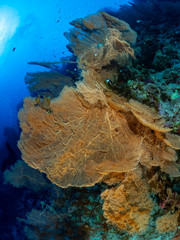 Korallen-Landschaften