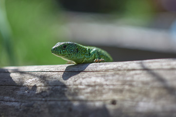 lizard on old logs basks in the sun
