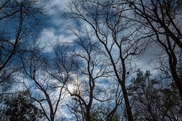 Obraz premium Cloudy moonlit night sky silhouettes bare Hickory tree skeletons