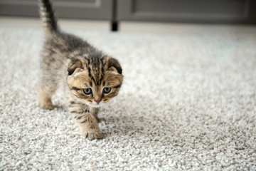 Cute little kitten at home