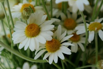 camomile background
