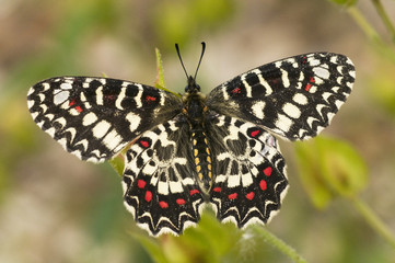Zerynthia rumina The Spanish Festoon beautiful colorful butterfly that feeds on Aristolochia