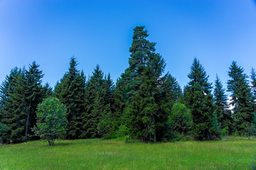 Fototapeta na wymiar Black Sea turkey and green pine trees forest landscape with blue cloudy sky