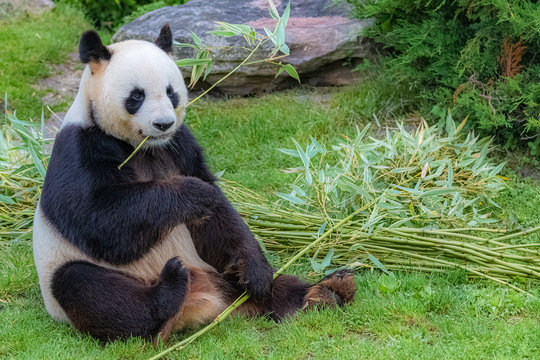 Giant Panda Bear Panda Eating Bamboo Sitting In The Grass Stock Photo Adobe Stock