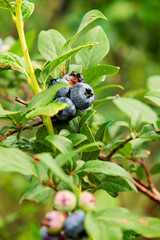 Blueberries