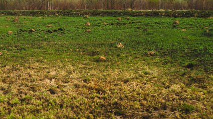 Grass background. floral texture. nature backdrop