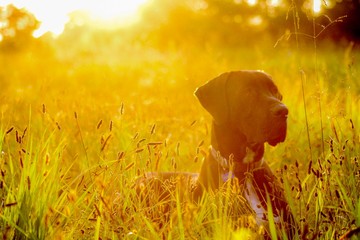 Handsome Black Great Dane lying in soft Sun-hazed field at sunset, selective focus with sunflare