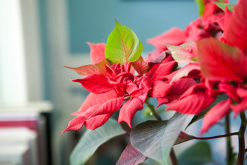 Close-up christmas poinsettia flower on a blurred background flat, selective focus