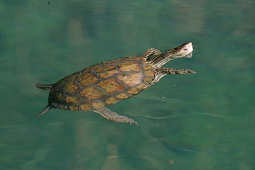 Eurasische Bachschildkröte (Mauremys rivulata) - Balkan pond turtle