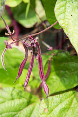 Purple Beans