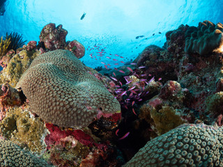 Christmas Island Underwater