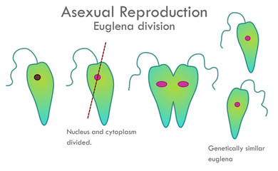 Euglena division stages. Asexual reproduction.  Nucleus and cytoplasm divided.  Genetically similar,  euglena anatomy. Biological drawing. Transparent vector illustration.