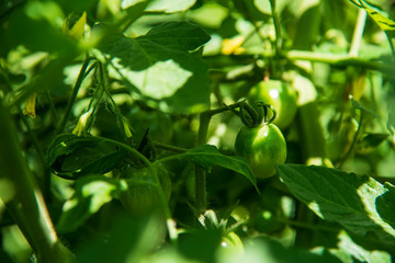 Fototapeta premium Green Cherry Tomatoes