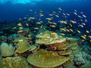 Fototapeta na wymiar Christmas Island Underwater