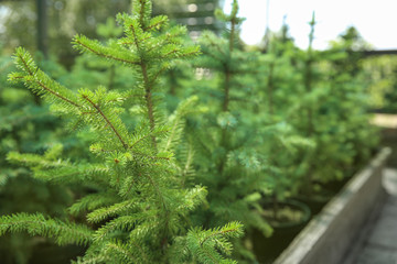 Beautiful coniferous trees for Christmas sale in greenhouse, closeup