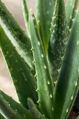 Raw Green Organic Aloe Vera