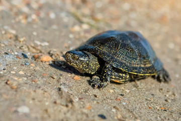 The European pond turtle also called the European pond terrapin and European pond tortoise, is a long-living freshwater speciesof turtle.