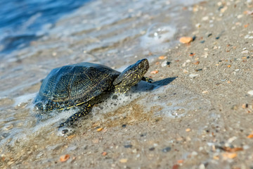 The European pond turtle also called the European pond terrapin and European pond tortoise, is a long-living freshwater speciesof turtle.