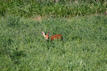 Fawn in the Field
