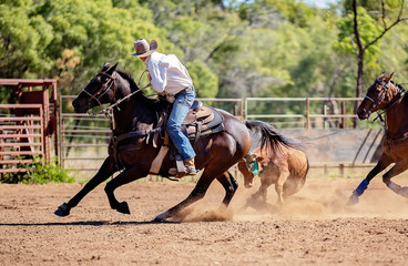 Calf Roping At An Australian Country Rodeo