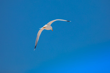 Möve im Flug