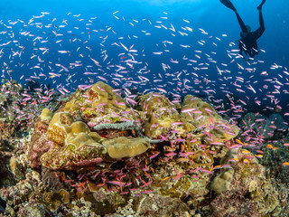 Fototapeta premium Christmas Island Underwater