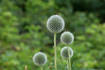 Echinops is a plant rarely found in home gardens and looks so nice