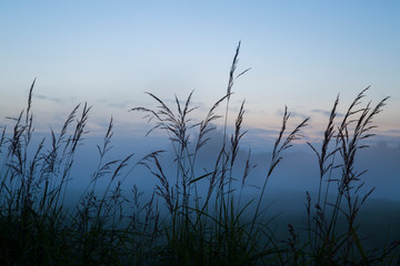 Morning fog in the fields on the lake. Morning summer landscape.