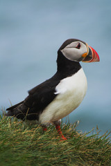 Close up/detailed portrait view of group of Arctic or Atlantic Puffins bird with orange beaks. Blue water color background. Latrabjarg cliff, Westfjords, Iceland. Popular tourist attraction in summer.