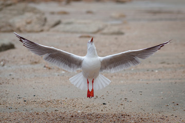 Tanzende Möve in der freien Natur